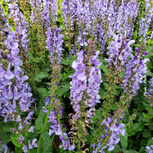 Salvia 'Sky Blue Marvel' (nem.)