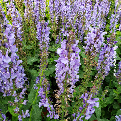 Salvia 'Sky Blue Marvel' (nem.)