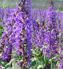 Salvia 'May Night' (spring roll)