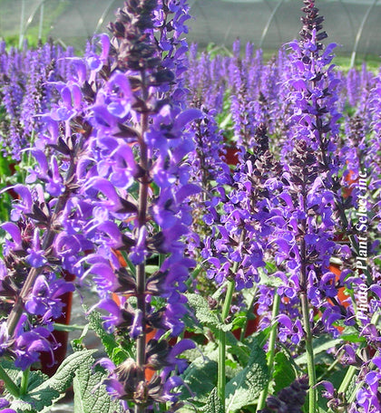 Salvia 'May Night' (spring roll)