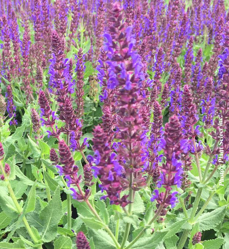 Salvia 'Color Spires Violet Riot'