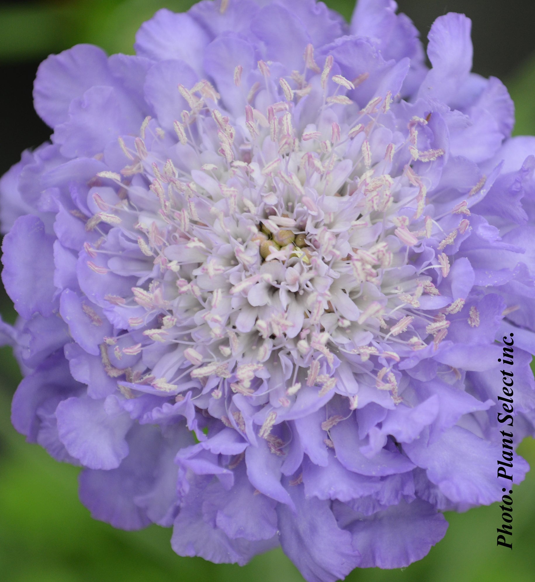 Scabiosa 'Butterfly Blue' (col.)