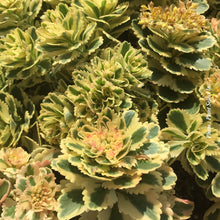 Sedum 'Atlantis' (take.)