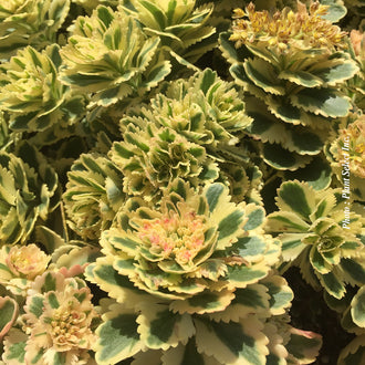 Orpin ‘Atlantis’ — Sedum takesimense