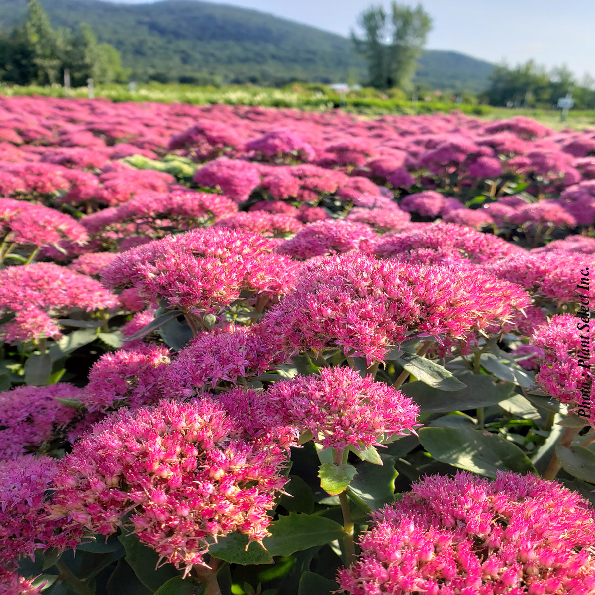 Sedum 'Carl'