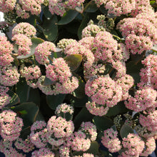 Sedum 'Rock'N Grow Coraljade'