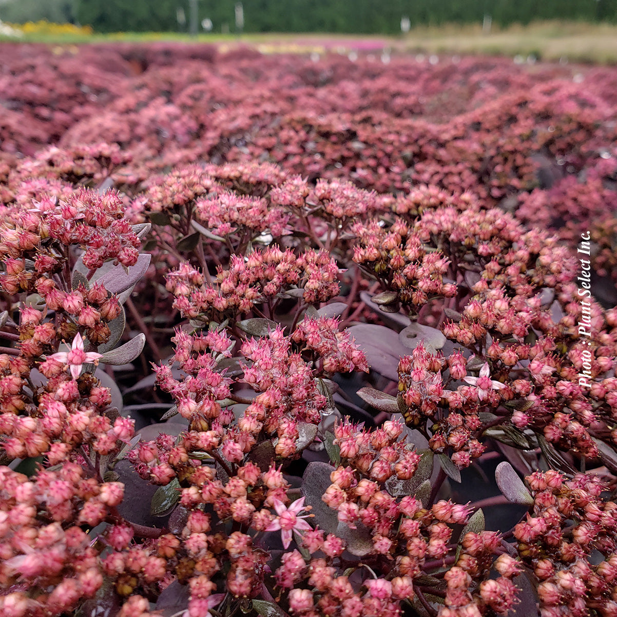 Sedum SunSparkler® 'Dazzleberry'
