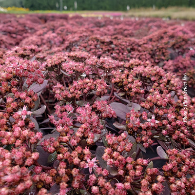 Sedum 'SunSparkler Dazzleberry'