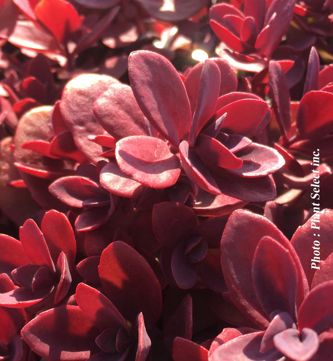 Sedum 'SunSparkler Firecracker'