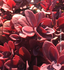 Sedum 'SunSparkler Firecracker'
