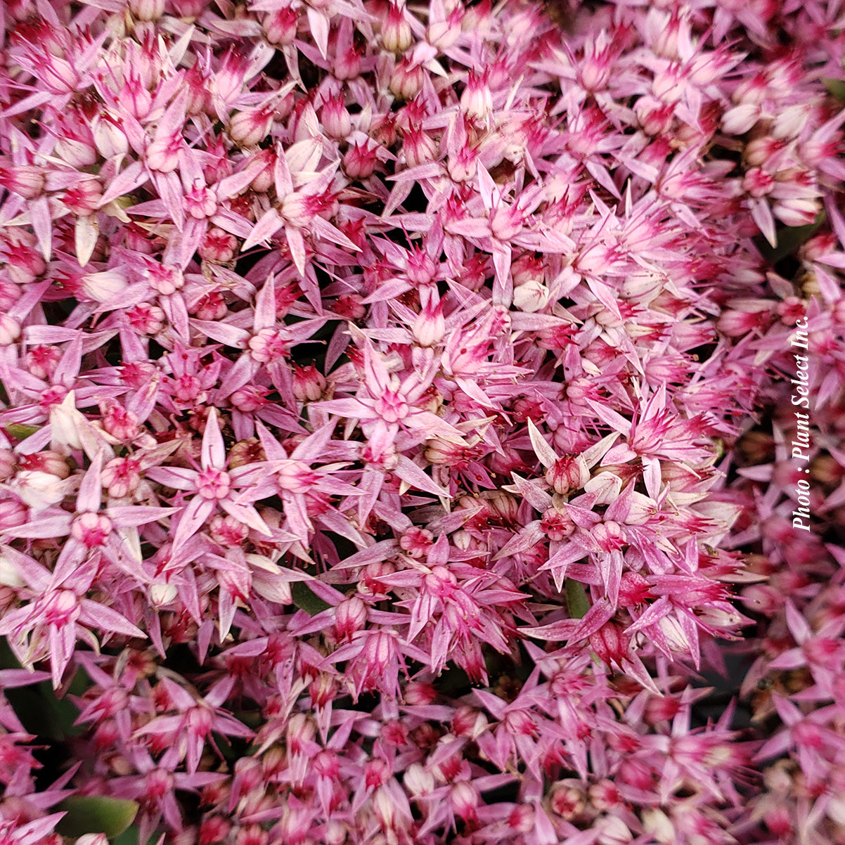 Sedum 'Mr. Goodbud'