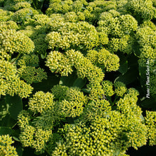 Sedum Rock'N Grow 'Lemonjade'