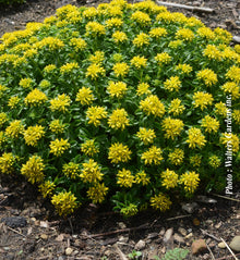 Sedum 'Little Miss Sunshine'