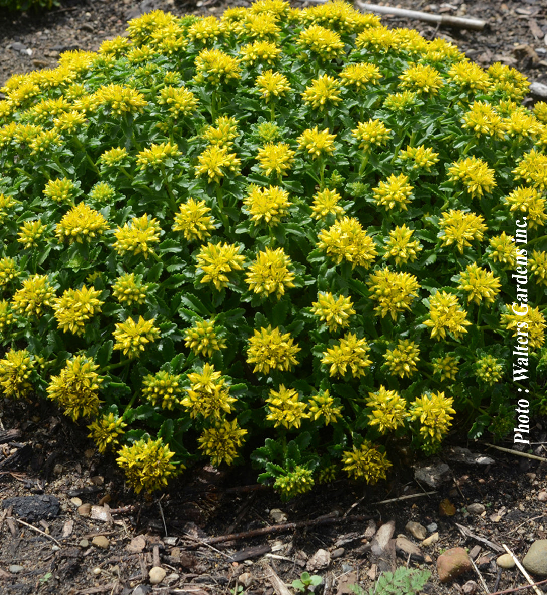 Sedum 'Little Miss Sunshine'