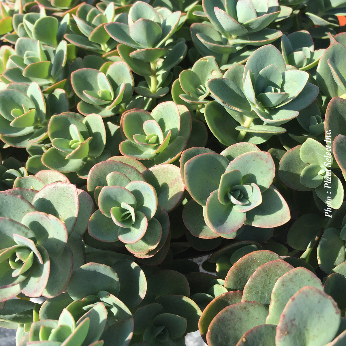 Sedum SunSparkler® 'Lime Zinger'