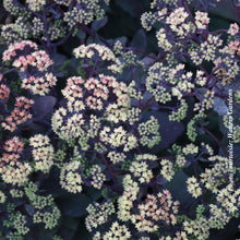 Sedum 'Night Light'