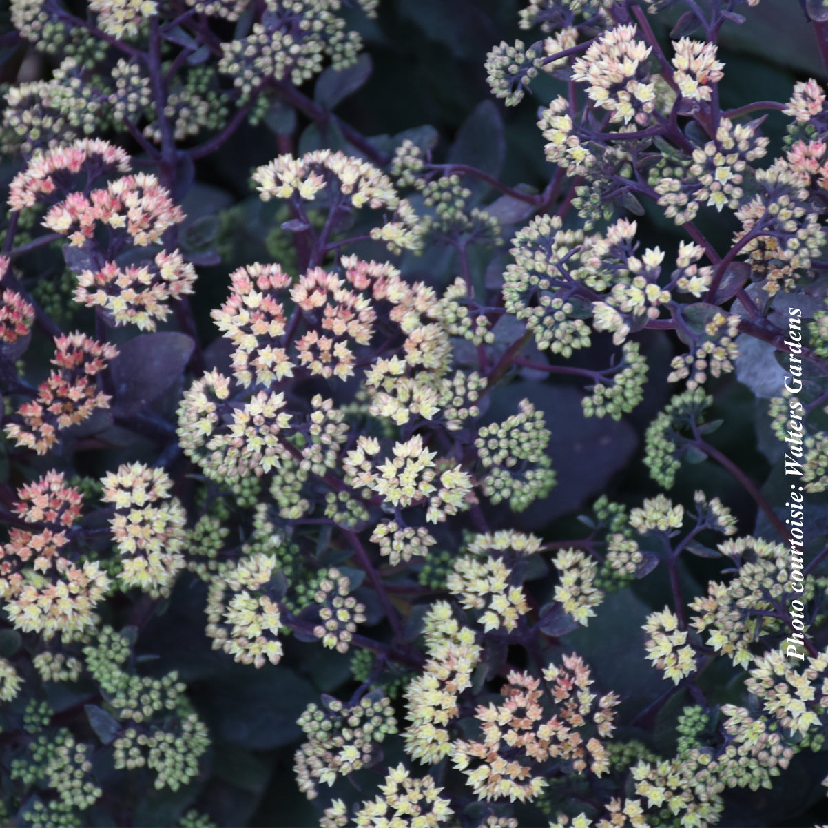 Sedum 'Night Light'
