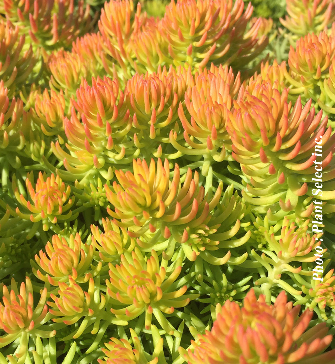 Sedum rupestre 'Angelina'