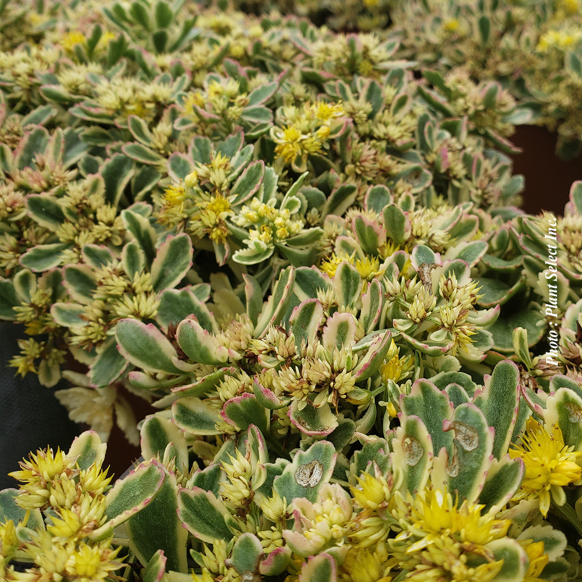 Sedum 'Rock'N Grow Boogie Woogie'