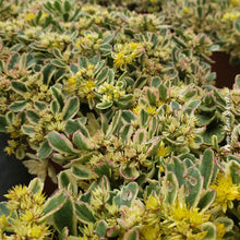 Sedum 'Rock'N Grow Boogie Woogie'