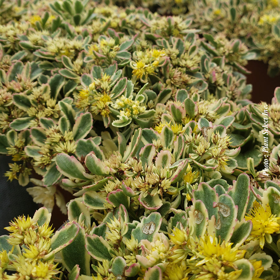 Sedum 'Rock'N Grow Boogie Woogie'