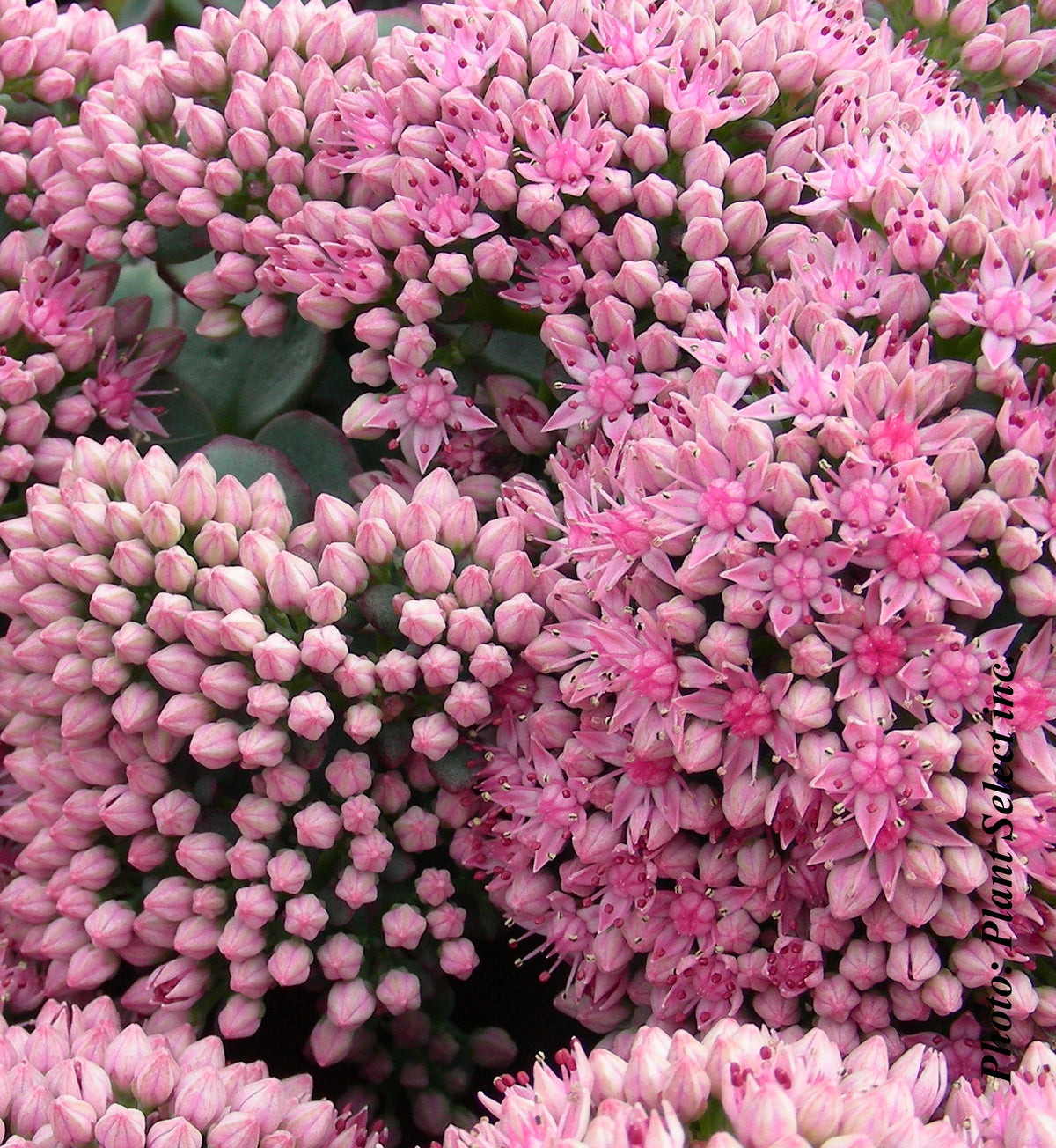 Sedum spathulifolium