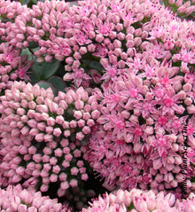 Sedum spathulifolium