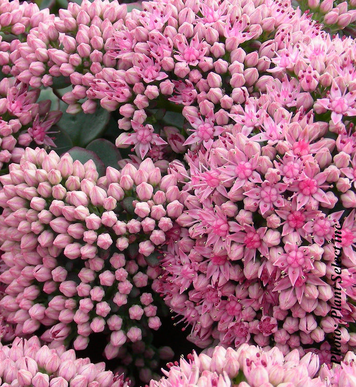 Sedum spathulifolium