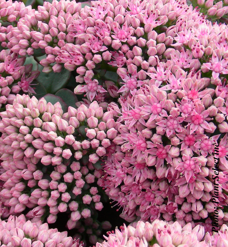 Sedum spathulifolium