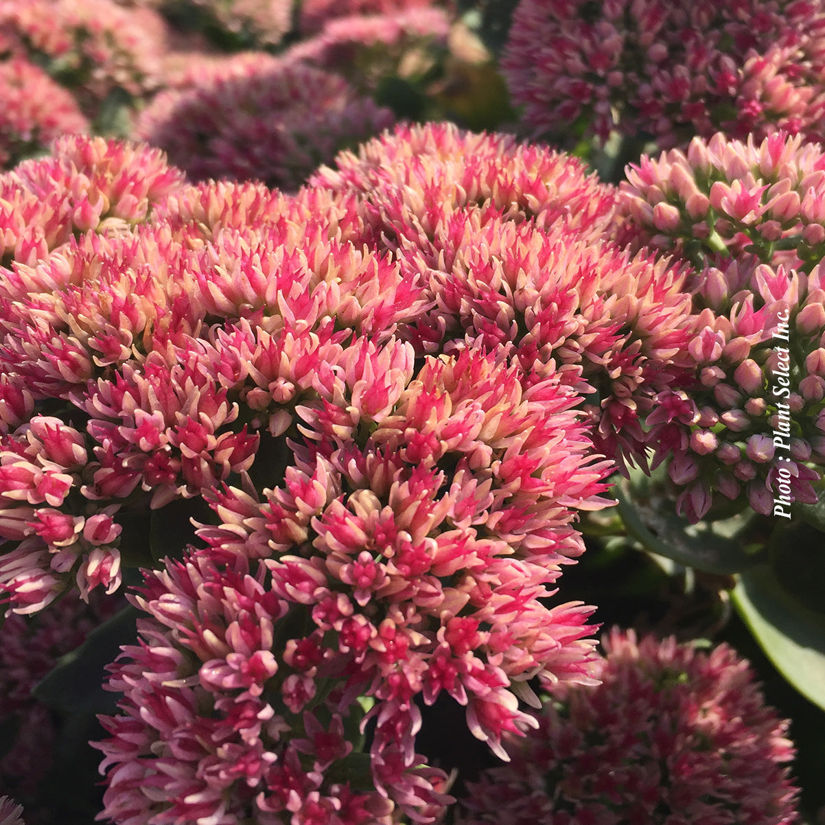 Sedum 'Autumn Fire'