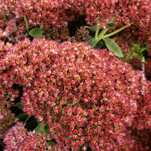 Sedum spectabile 'Autumn Joy'
