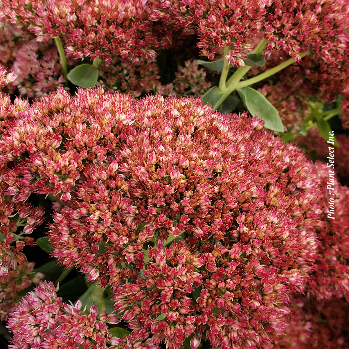 Sedum spectabile 'Autumn Joy'