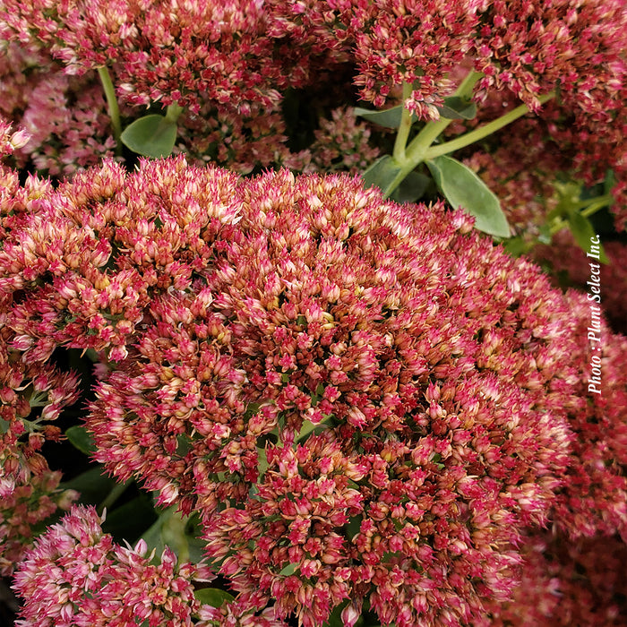 Sedum 'Autumn Joy' (spec.)