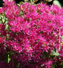 Sedum spectabile 'Neon'