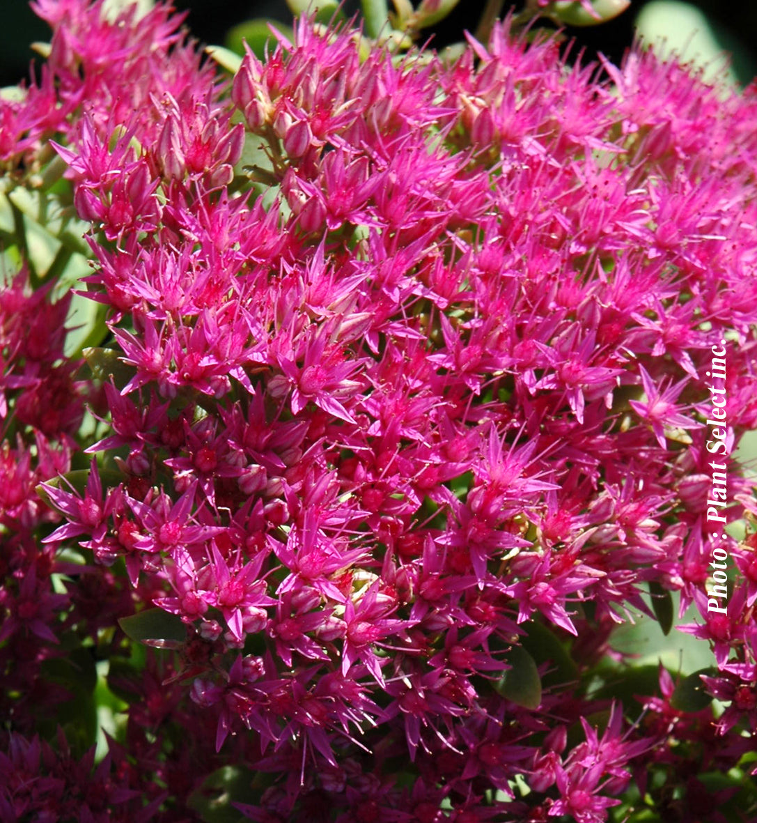 Sedum spectabile 'Neon'