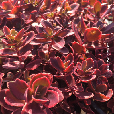 Sedum 'SunSparkler Wildfire'