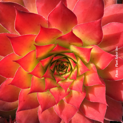 Sempervivum 'Chick Charms Gold Nugget'