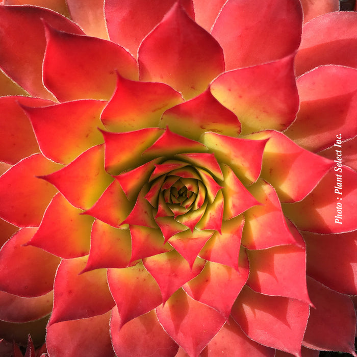Sempervivum 'Chick Charms Gold Nugget'