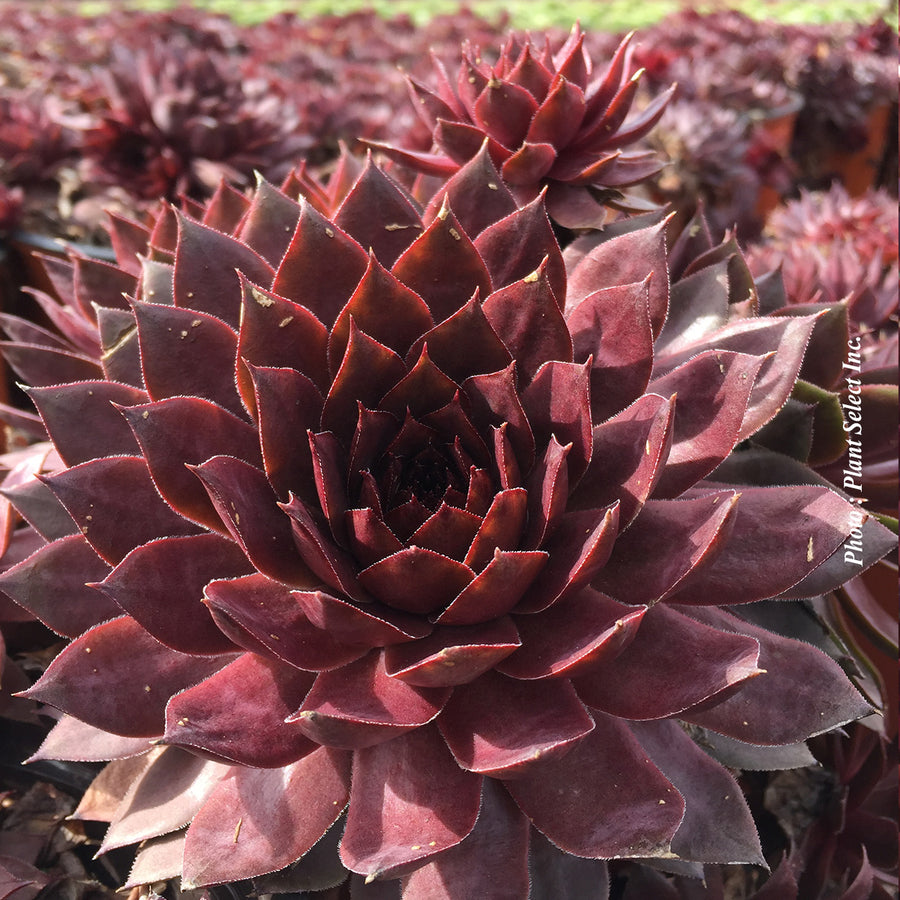 Sempervivum 'Peggy'
