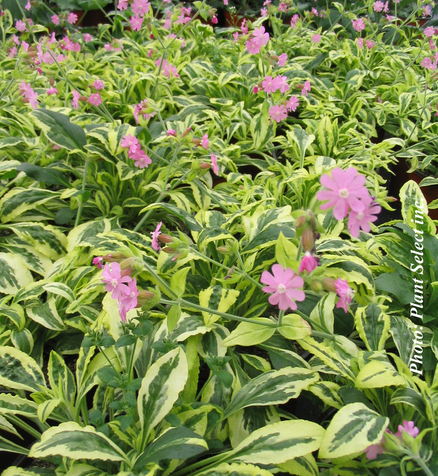 Silene 'Clifford Moor'