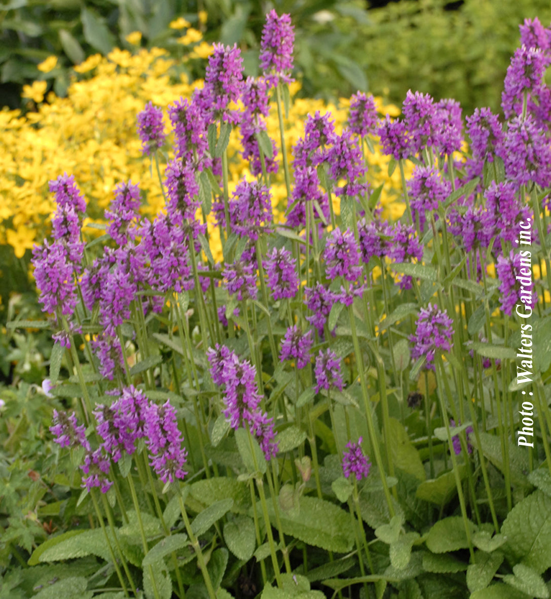 Stachys 'Hummelo' (mon.)