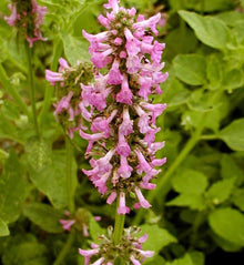 Stachys 'Morning Blush'