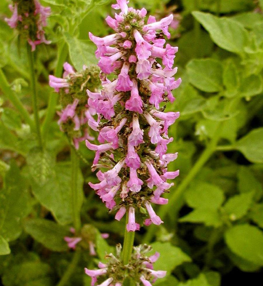 Stachys 'Morning Blush'