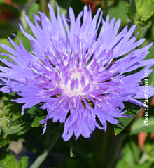 Stokesia laevis 'Mel's Blue'