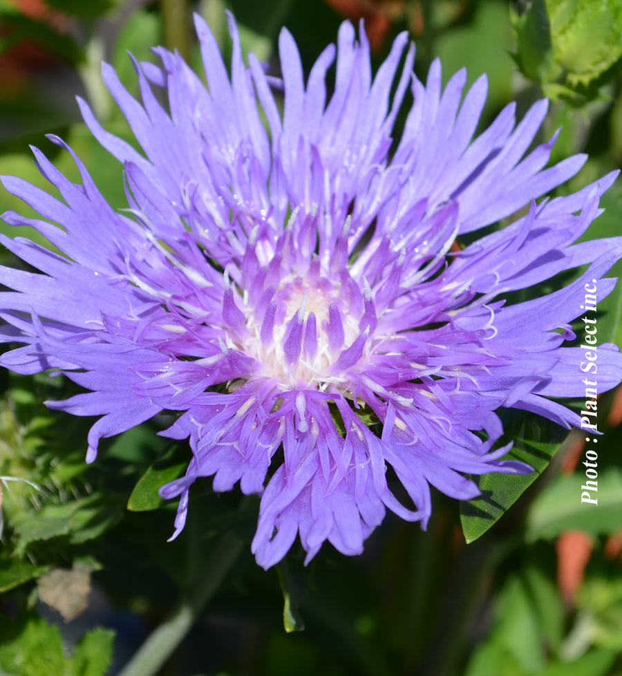 Stokesia laevis 'Mel's Blue'