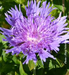 Stokesia laevis 'Peachie's Pick'