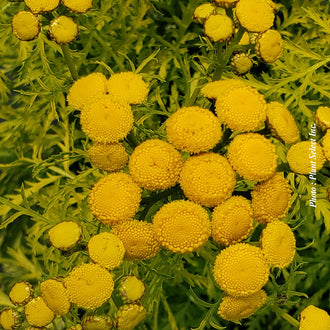 Tanaisie ‘Isla Gold’ — Tanacetum vulgare