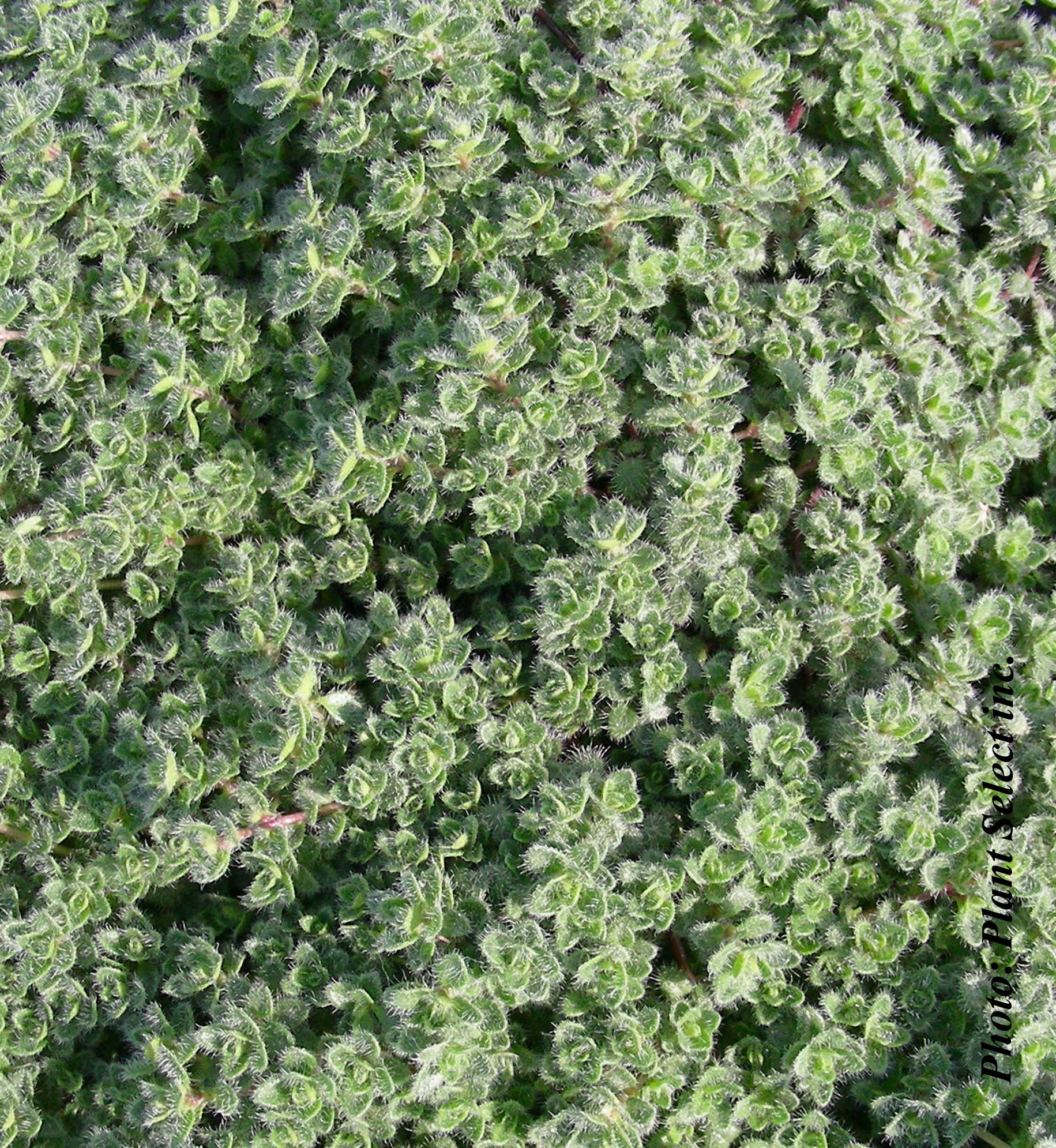 Thymus pseudolanuginosus