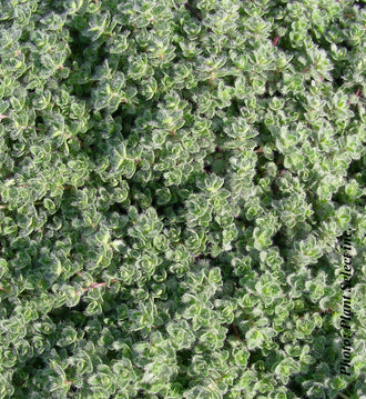 Thym pseudolanuginosus — Thymus pseudolanuginosus