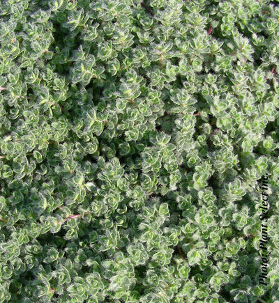 Thymus pseudolanuginosus